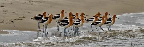American Avocet