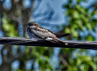 Common Nighthawk