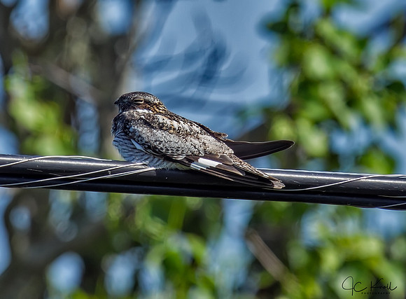 Common Nighthawk