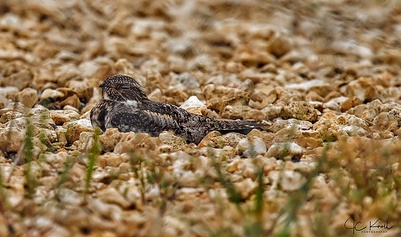 Common Pauraque