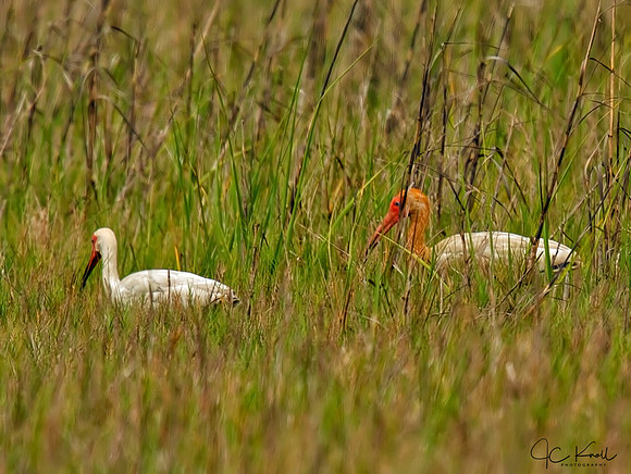 Possible Scarlet/white Ibis Hybrid