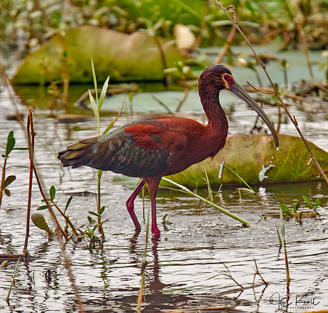 White-faced Ibis