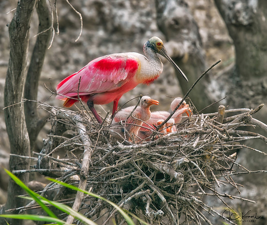 Roseate Spoonbill