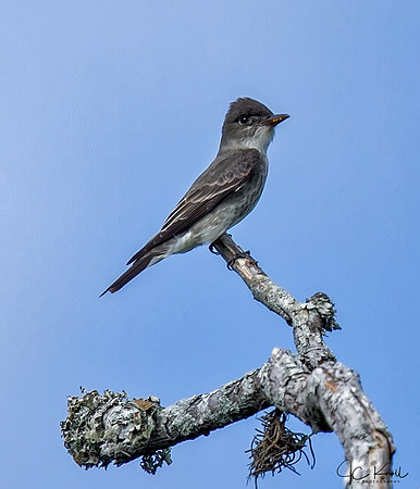 Olive-sided Flycatcher