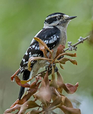 Downy Woodpecker (F)