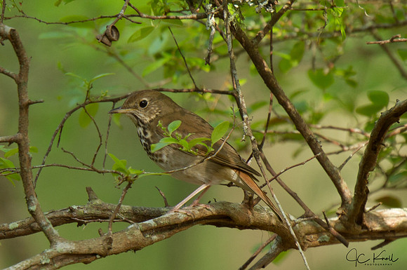 Hermit Thrush
