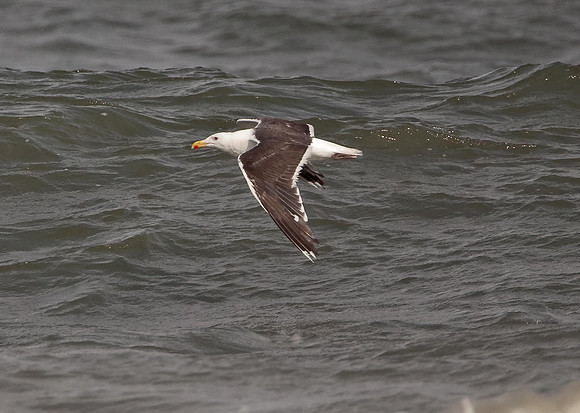 Great Black-backed Gull