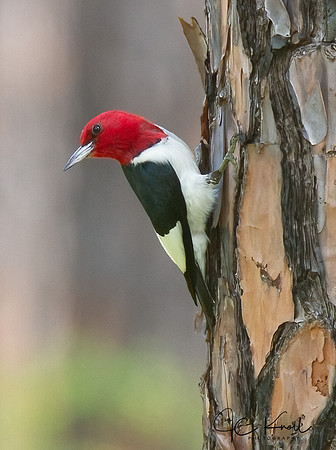 Red-headed Woodpecker