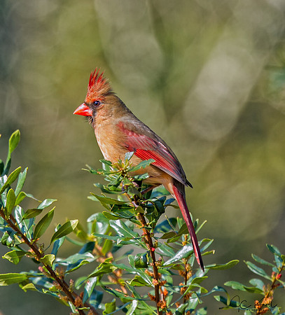 Northern Cardinal (F)