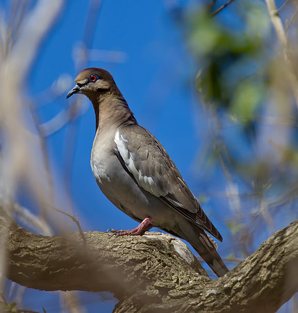 White-winged Dove