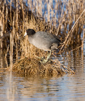 American Coot