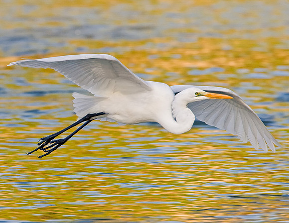 Great Egret