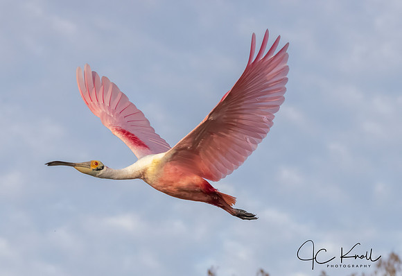 Roseate Spoonbill