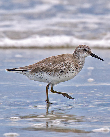 Red Knot