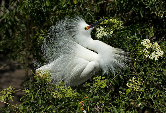 Snowy Egret