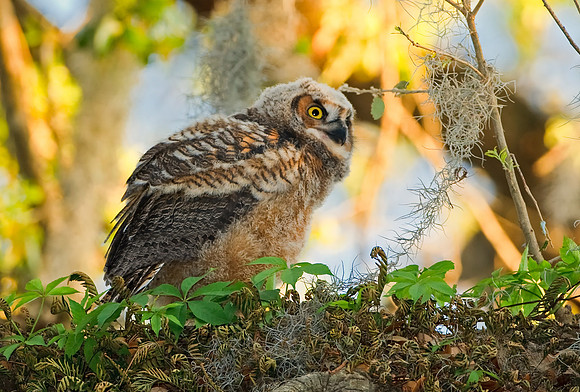 Great Horned Owlet