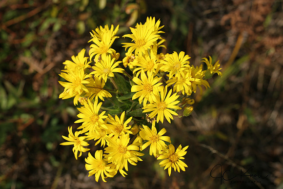 Golden Aster