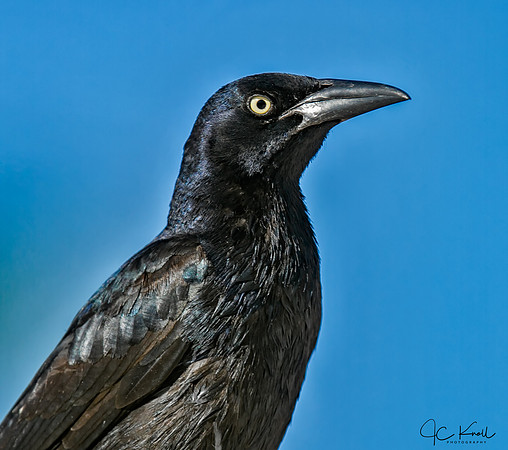 Great-tailed Grackle