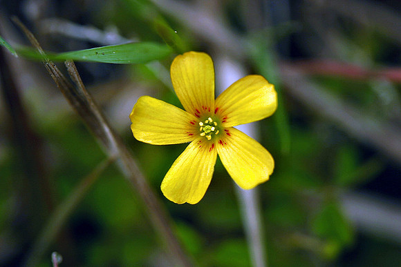 Large Yellow Wood-sorrel