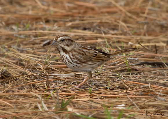 Song Sparrow