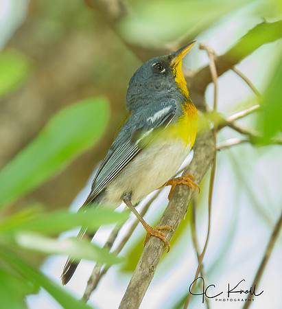 Northern Parula (M)