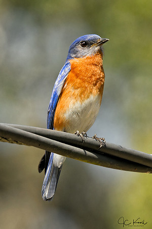 Eastern Bluebird (M)
