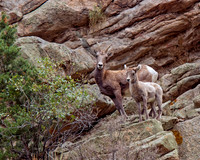 Bighorn Sheep - Ewe and Kid