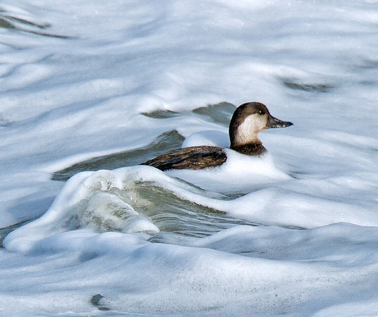 Black Scoter