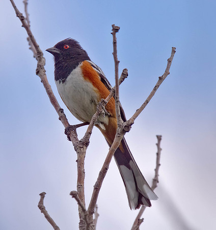 Spotted Towhee (M)