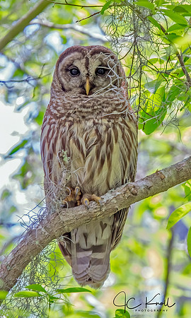 Barred Owl