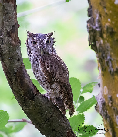 Eastern Screech-owl