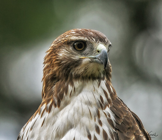 Red-tailed Hawk (Imm)
