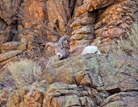 Big Horn Sheep (M)