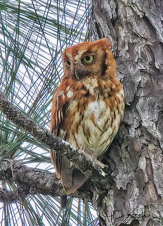 Eastern Screech-owl (Rufous)