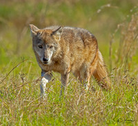 Coyote