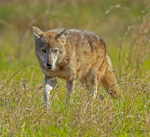 Coyote