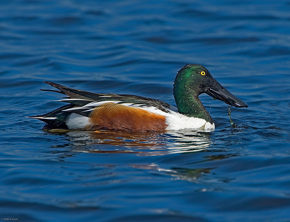 Northern Shoveler