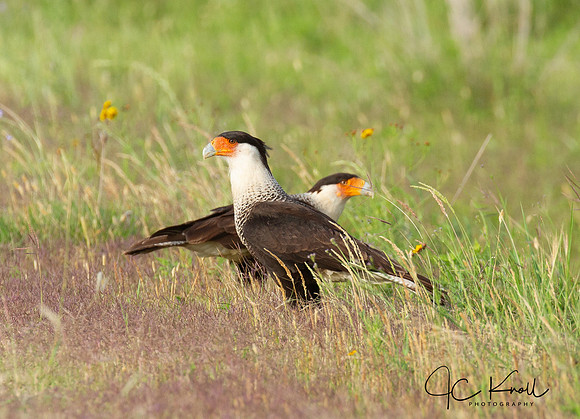 Crested Caracara