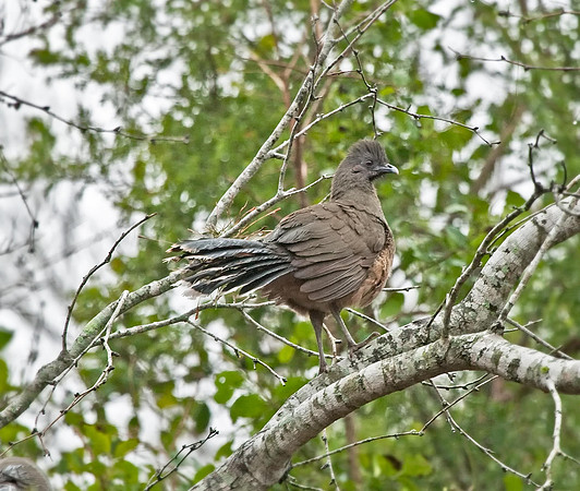 Plain Chachalaca