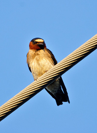 Cliff Swallow