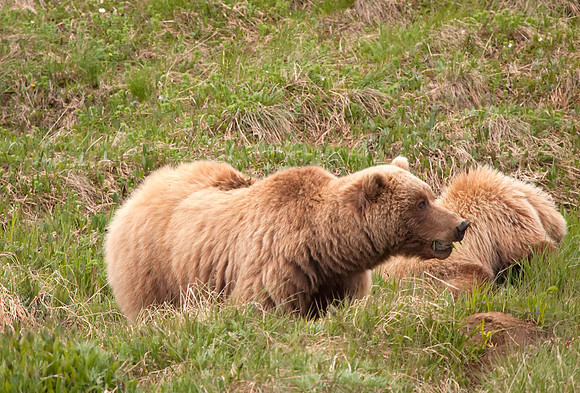 Grizzly Bear