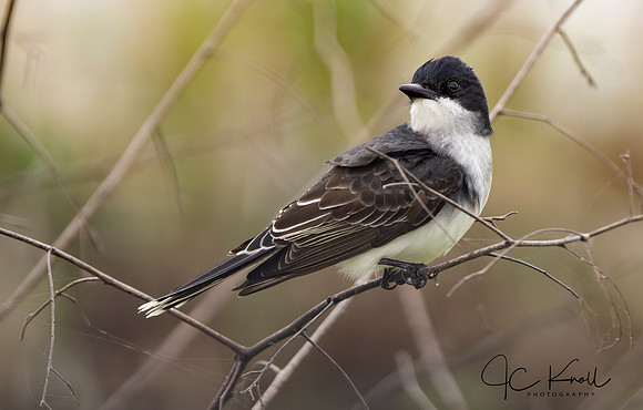 Eastern Kingbird