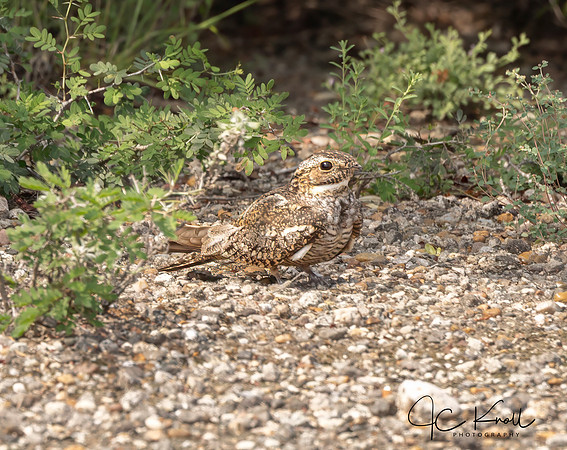 Lesser Nighthawk