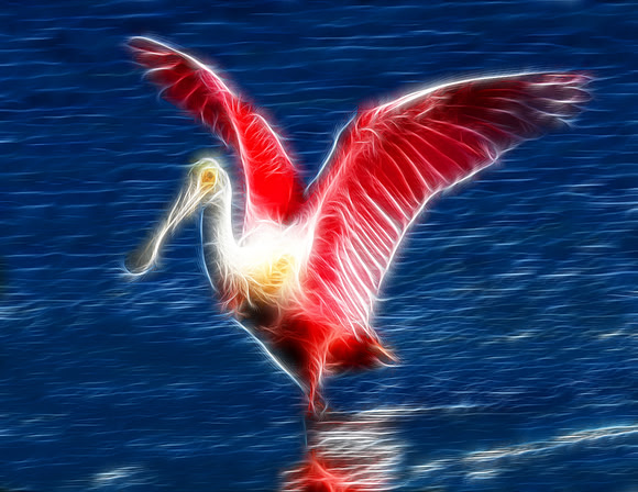 Roseate Spoonbill