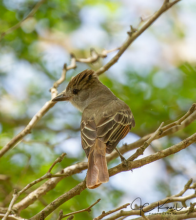 Brown-crested Flycatcher