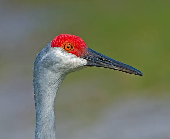 Sandhill Crane