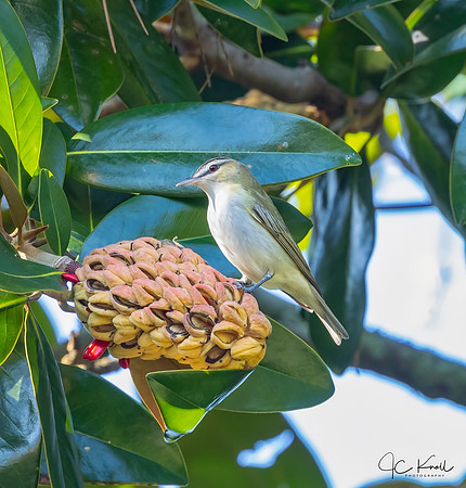 Red-eyed Vireo