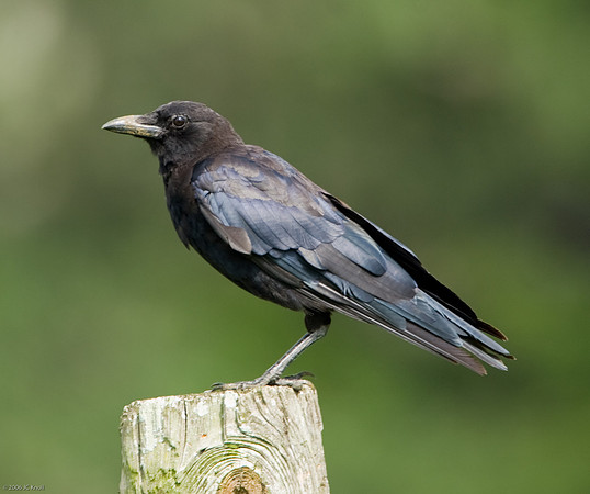 American Crow