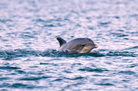 Atlantic Bottle-nosed Dolphin