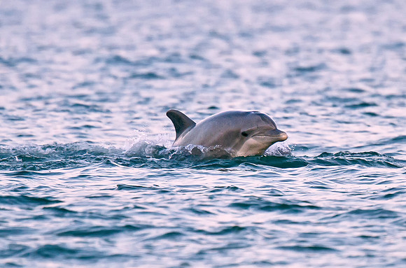 Atlantic Bottle-nosed Dolphin